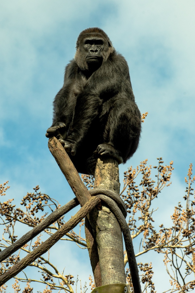 Большая черная горилла сидит на стволе дерева 