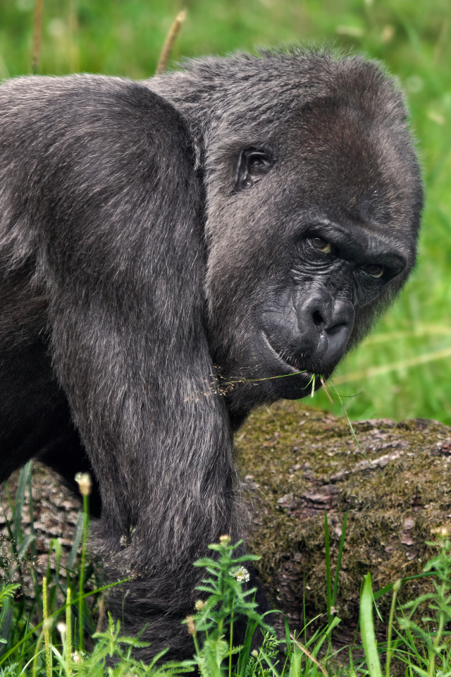 Большая черная горилла идет по траве