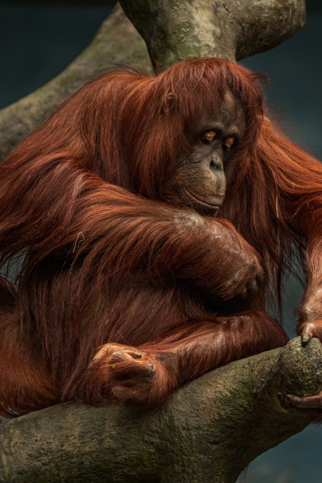 Большой орангутанг сидит на дереве 