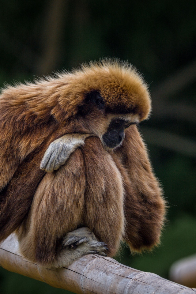 Гиббон сидит на ветке дерева