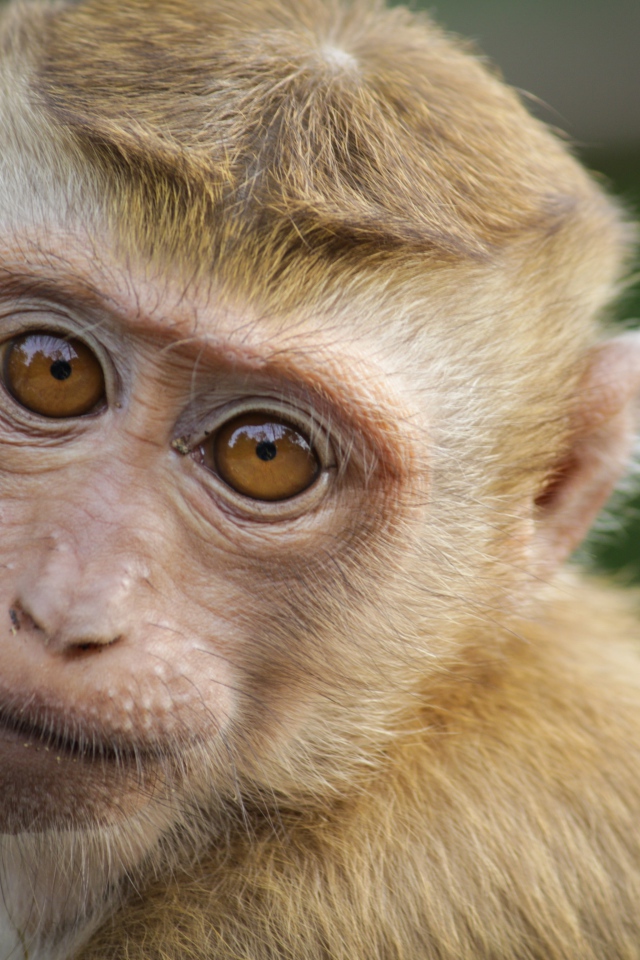 Маленькая обезьяна крупным планом