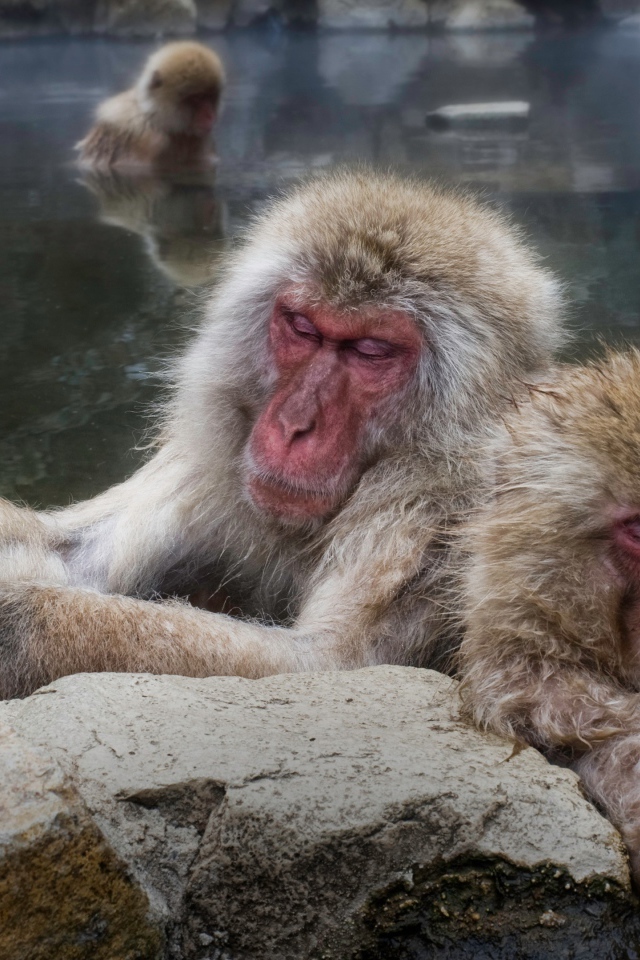 Обезьяны греются в горячих родниках 