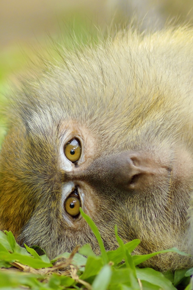 Обезьяна лежит на зеленой траве