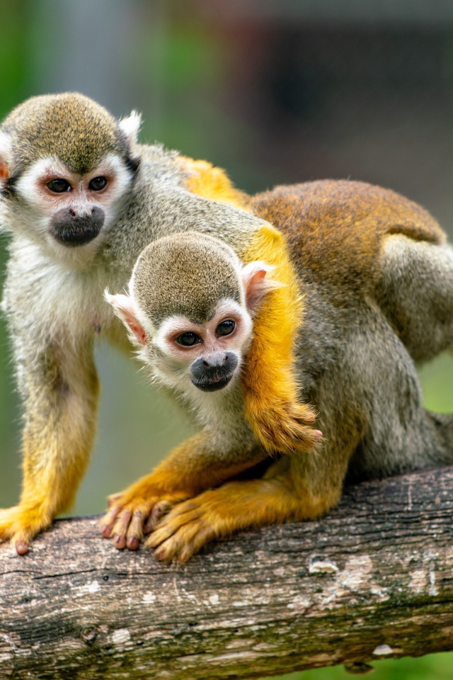 Две обезьяны саймири сидят на ветке