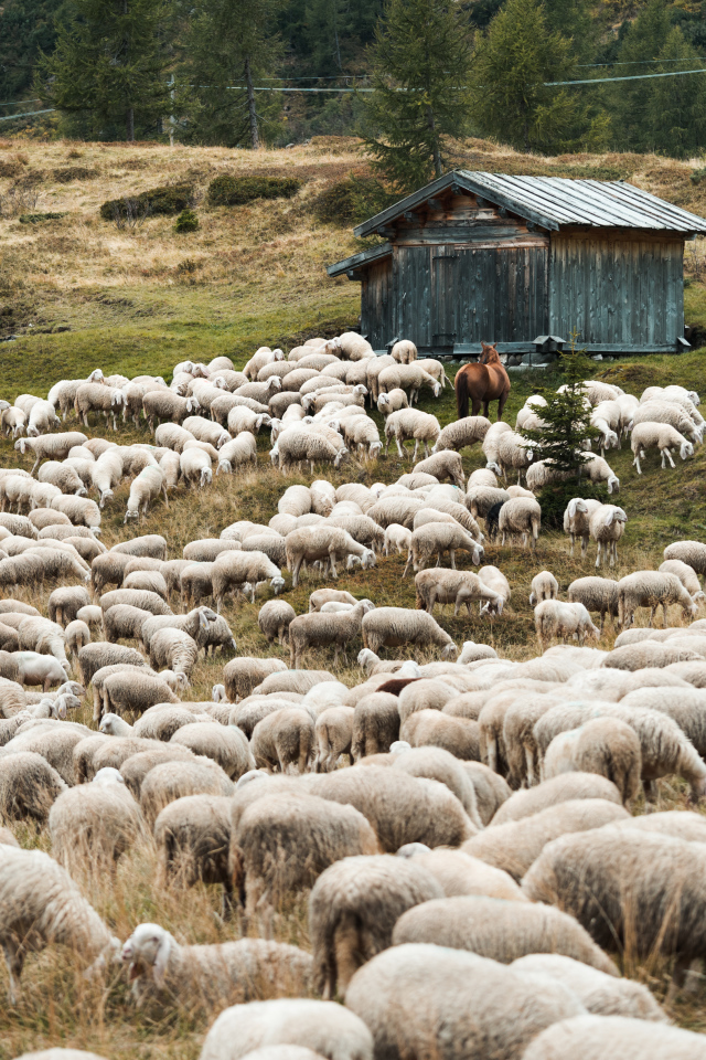 A flock of sheep grazes in nature