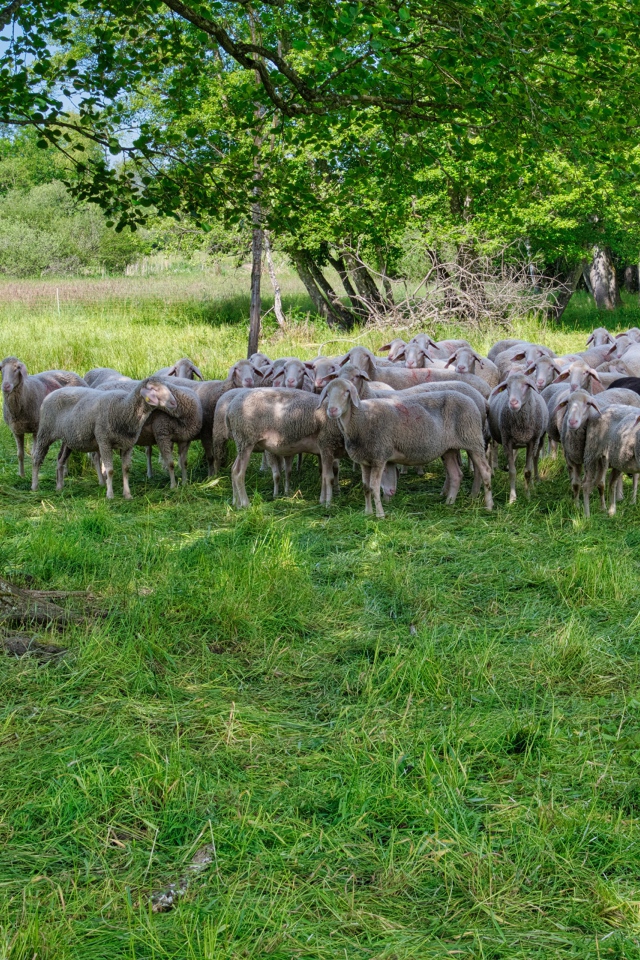 A flock of sheep grazes on green grass under a tree
