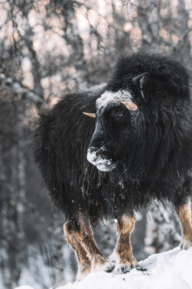 Американский бизон в зимнем лесу 