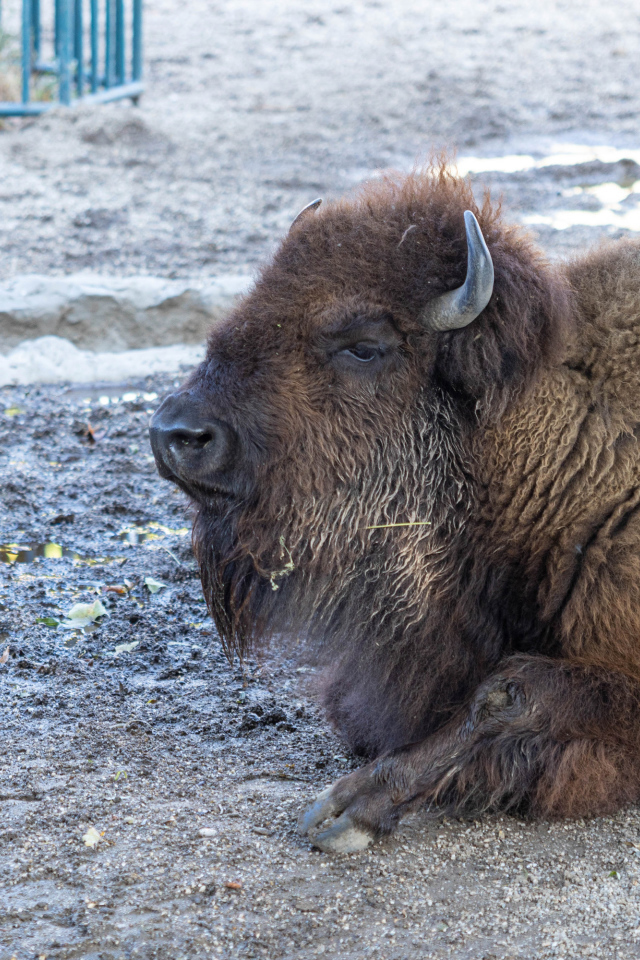 Большой американский бизон лежит в грязи
