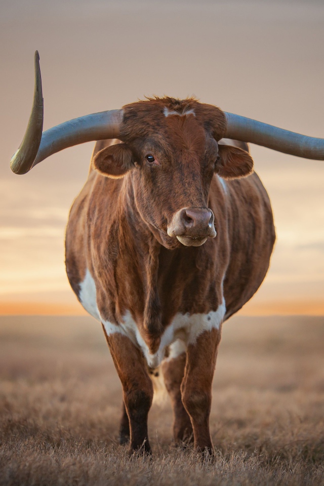 Большой коричневый бык с большими рогами