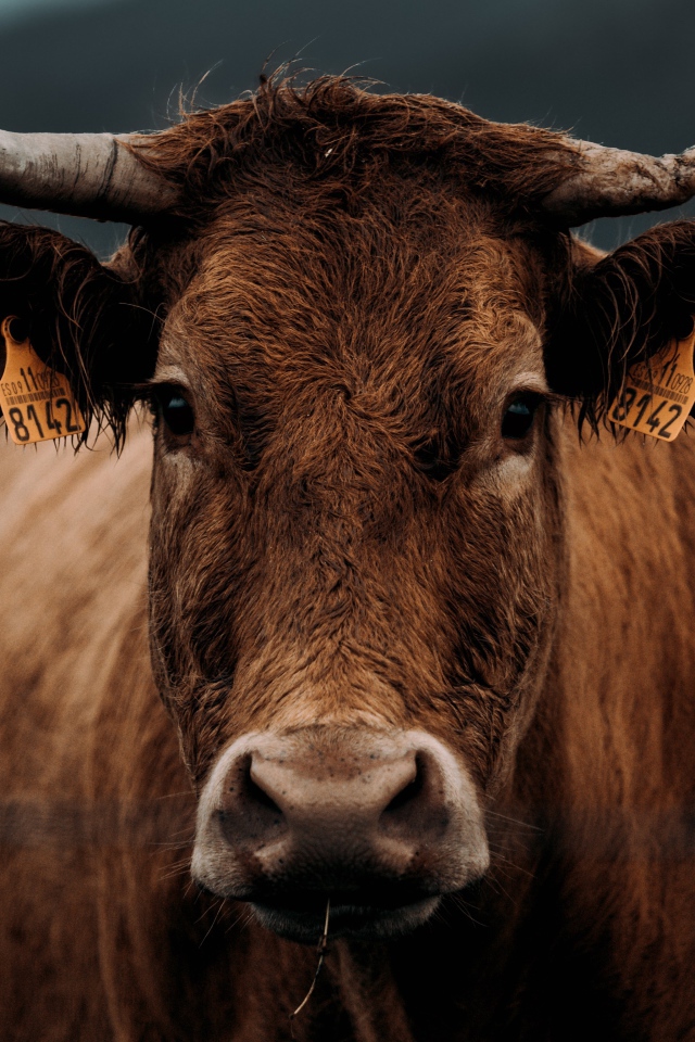 Большая коричневая корова крупным планом 