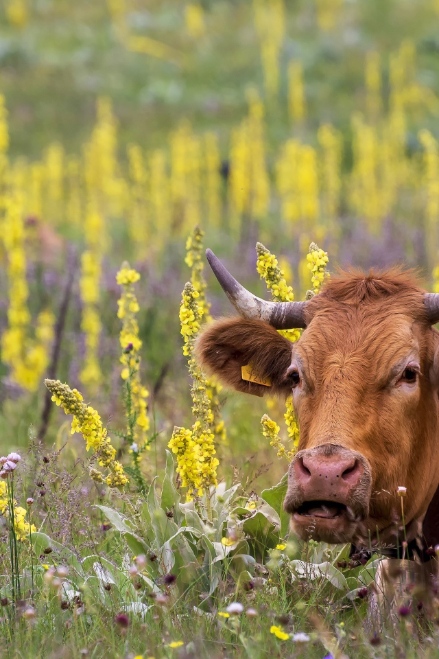 Большие коричневые коровы пасутся на поле с цветами