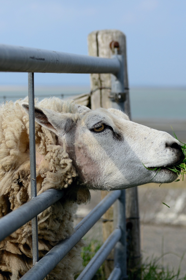 Большая пушистая овца ест траву на ферме 