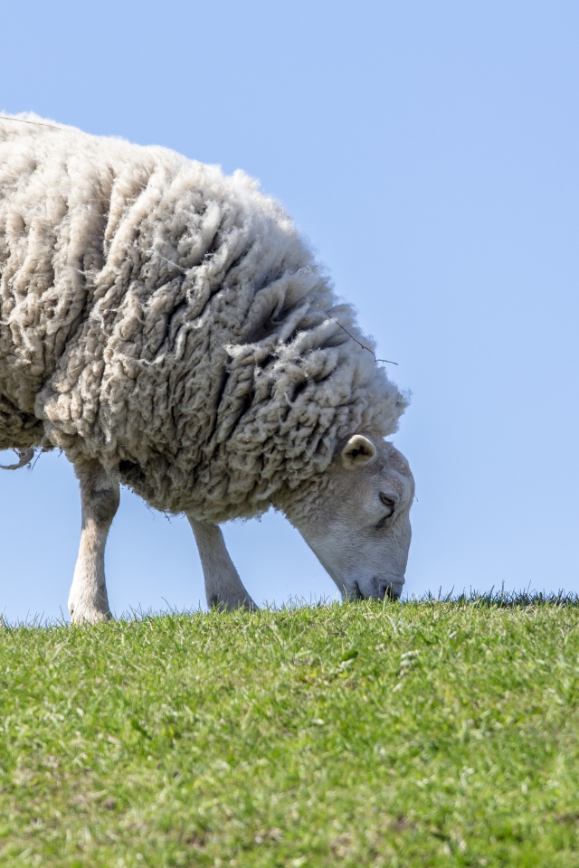 Большая пушистая овца пасется на зеленой траве