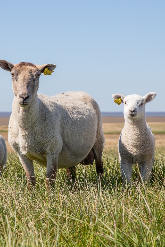 Большая овца с ягнятами на зеленой траве 