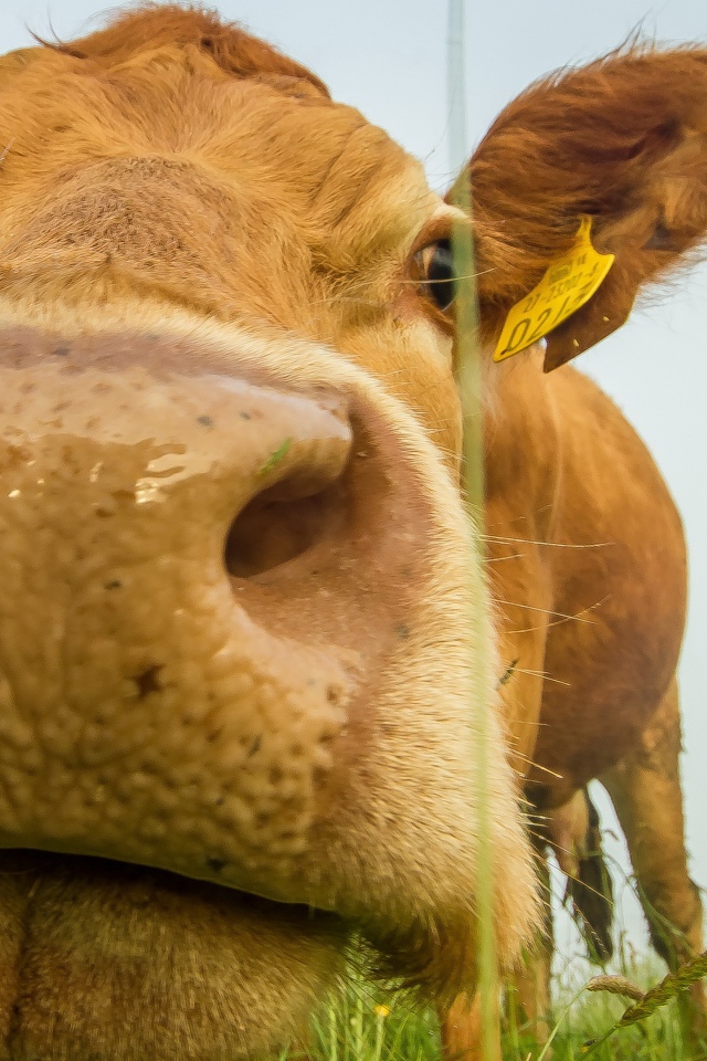 Большой мокрый нос коровы крупным планом