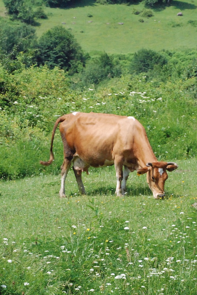 Коричневая корова пасется на зеленом лугу 