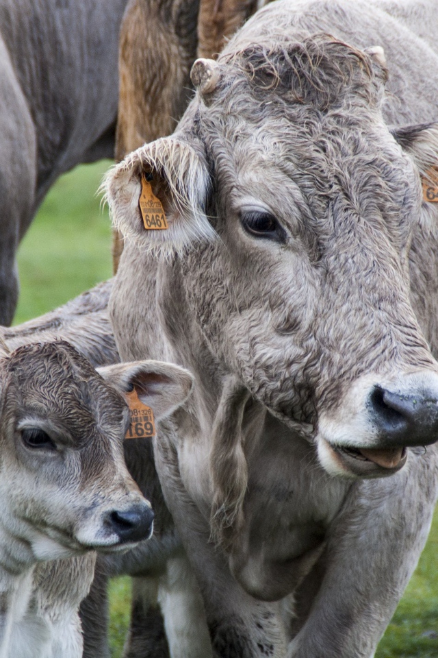 Коровы с телятами на ферме 