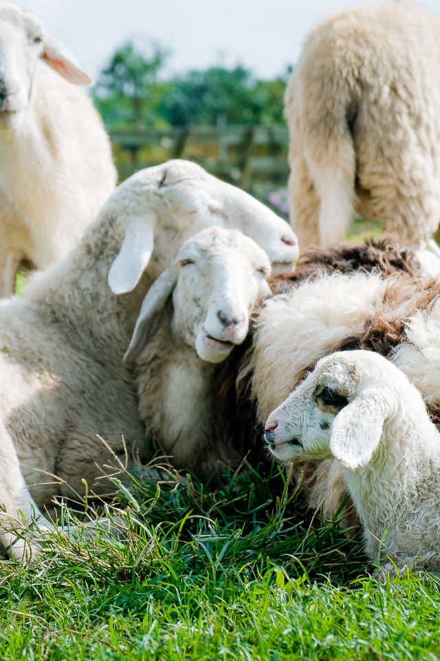 Домашние овцы лежат на зеленой траве