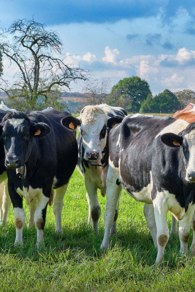 Стадо коров пасется на зеленом лугу 