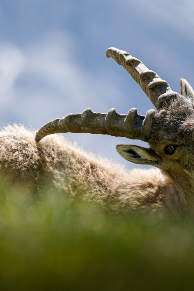 Муфлон чешет спину рогами