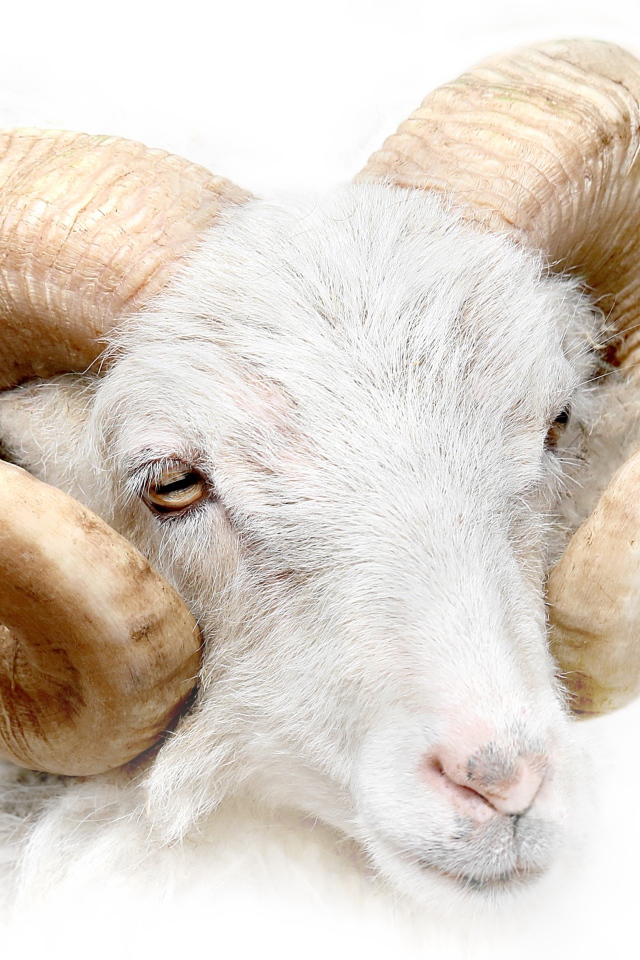 Баран с большими рогами на белом фоне