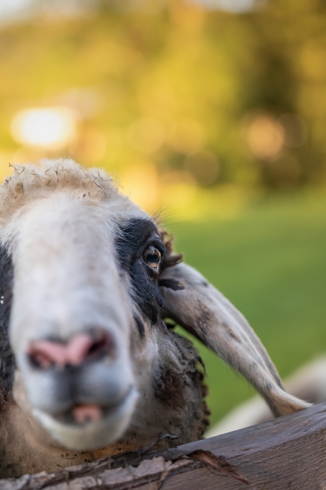 Голова овцы в загоне 