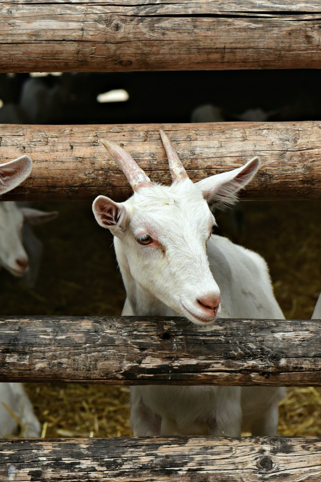 Три белых козленка в загородке 