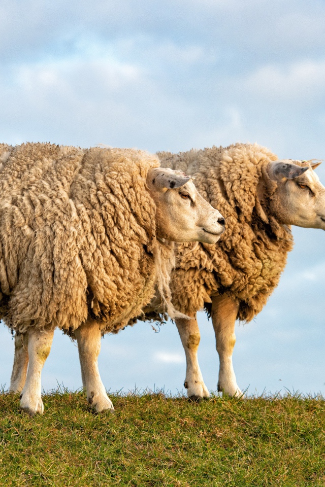 Две большие лохматые овцы на поле 