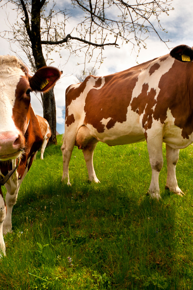 Две домашние коровы на зеленом поле 