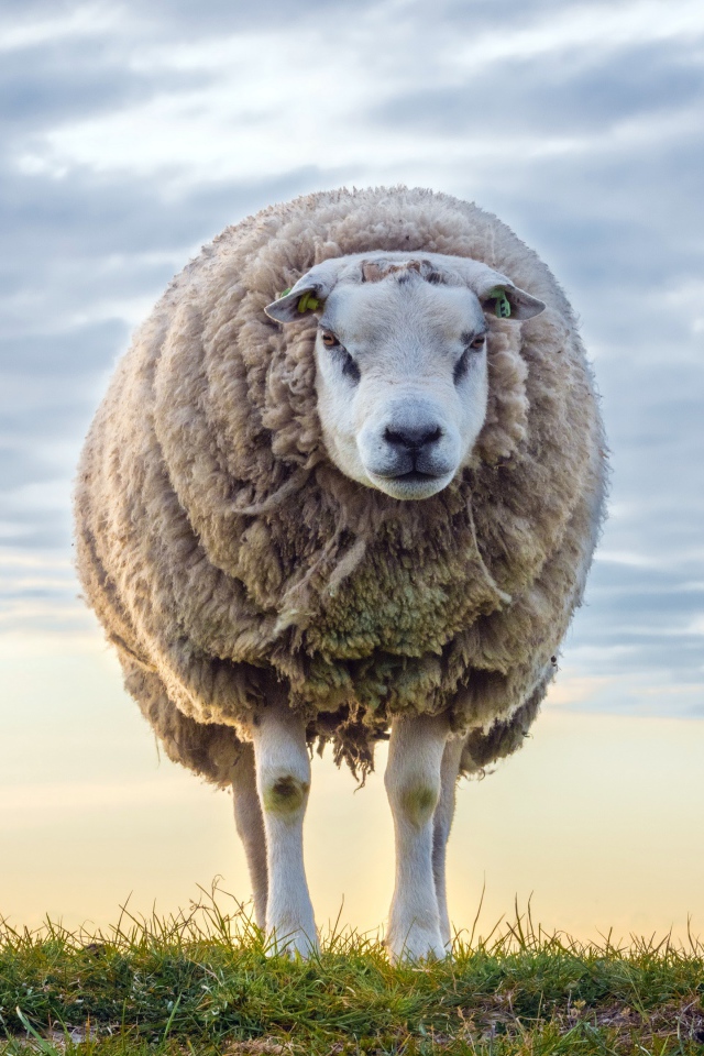 Нестриженая овца на поле на фоне неба 