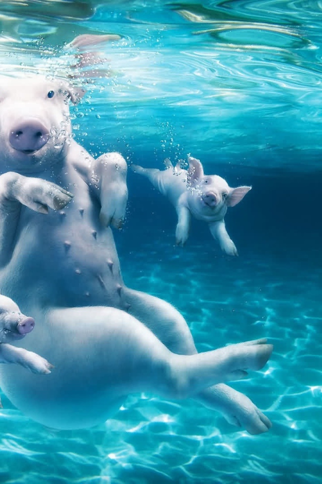 Big pig with piglets in the water