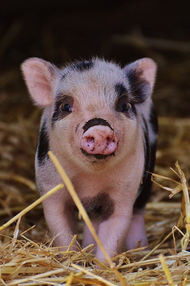 Маленький забавный поросенок в сарае на сене 