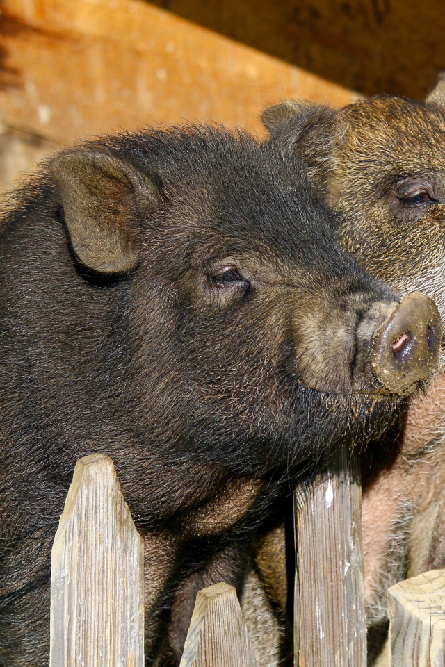 Два домашних поросенка в загородке