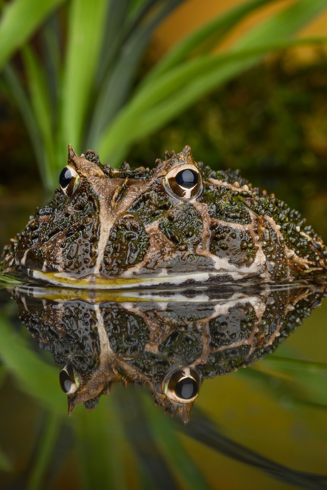 Большая зеленая жаба выглядывает из воды