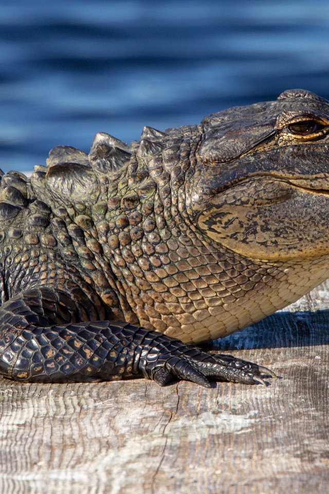 Аллигатор лежит на мосту у воды 