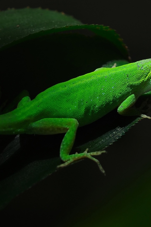 Красивая зеленая ящерица на листе