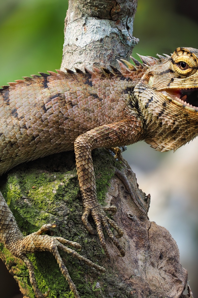 Большая сердитая  игуана сидит на сухом дереве 