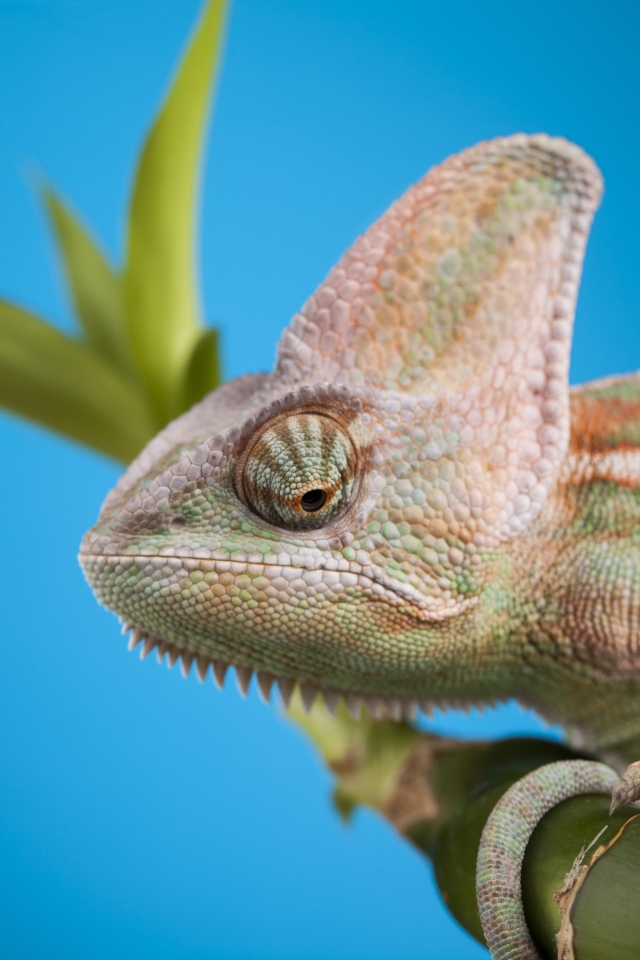 Большой хамелеон сидит на зеленой ветке на голубом фоне
