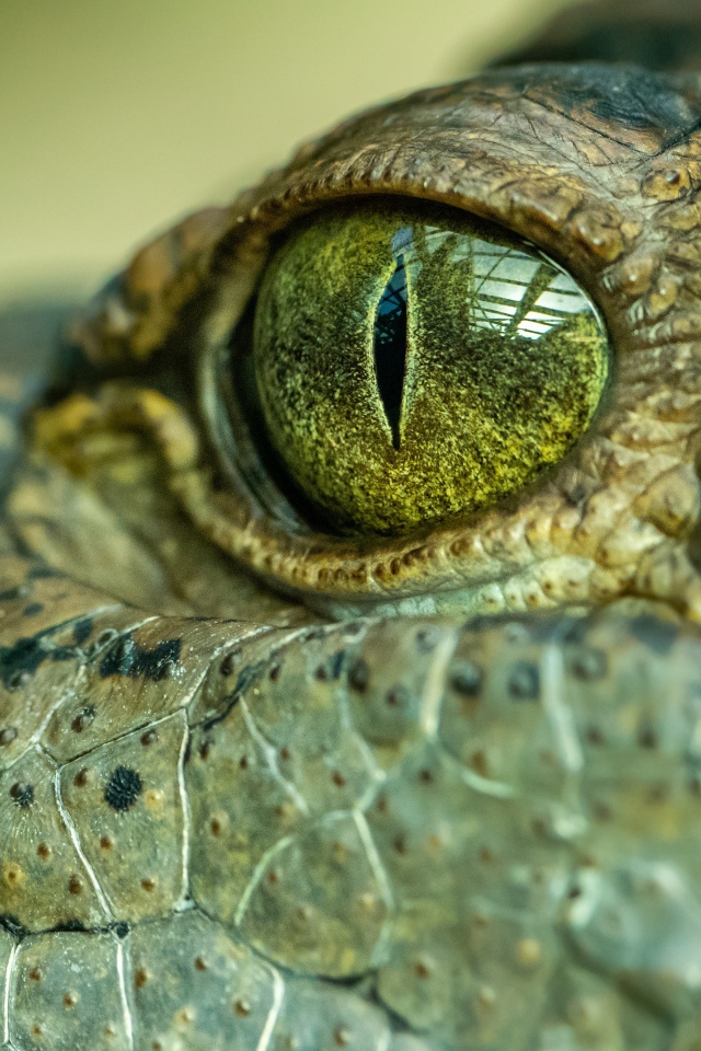 Big crocodile eye