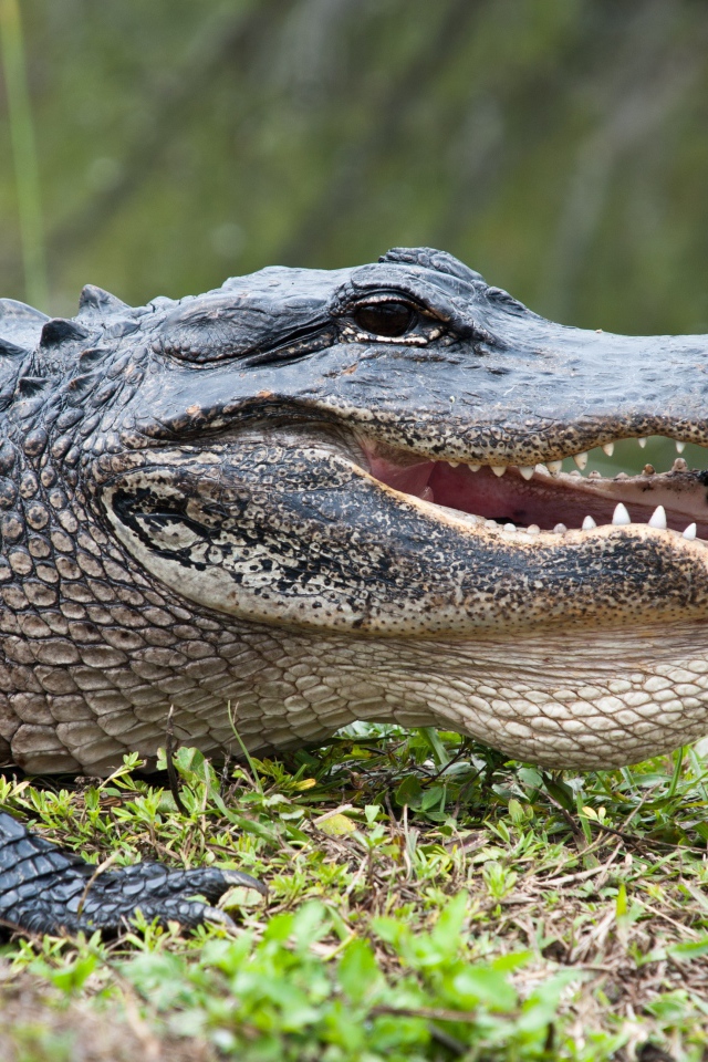 Большой крокодил на зеленой траве 