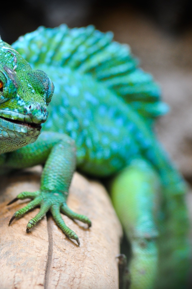 Большой зеленый василиск сидит на ветке 