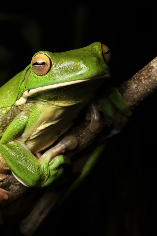 Большая зеленая лягушка сидит на ветке