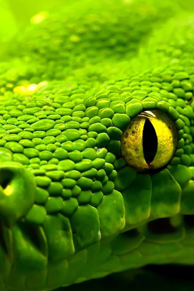 Большая зеленая змея с желтыми глазами крупным планом