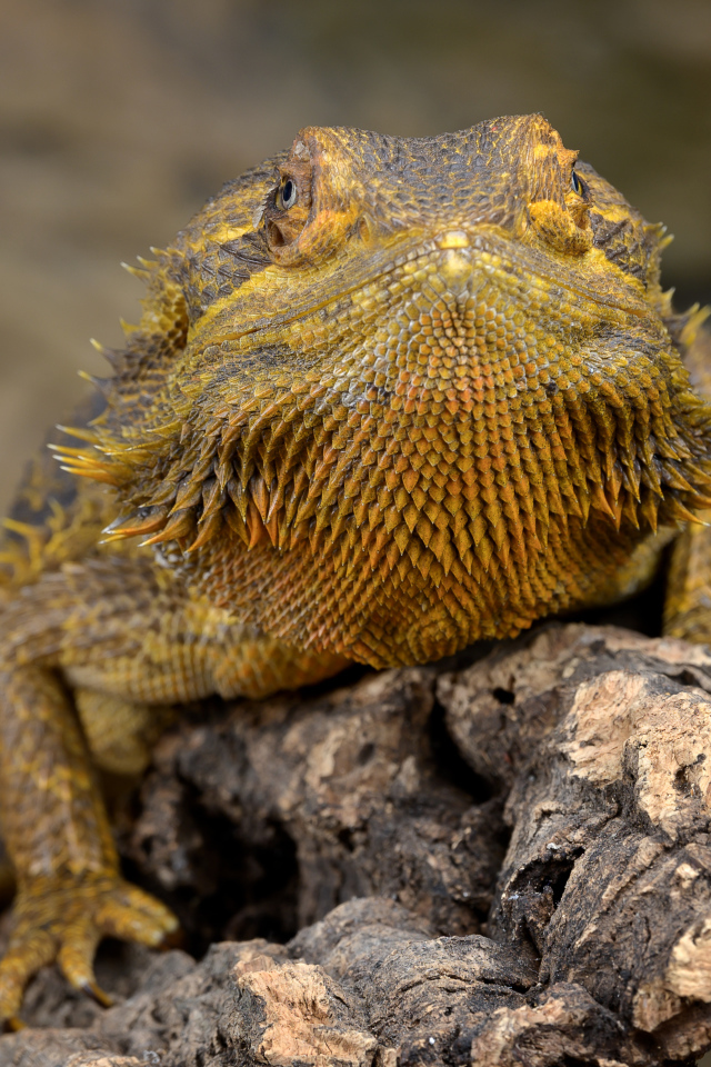 Большая игуана сидит на сухой коряге