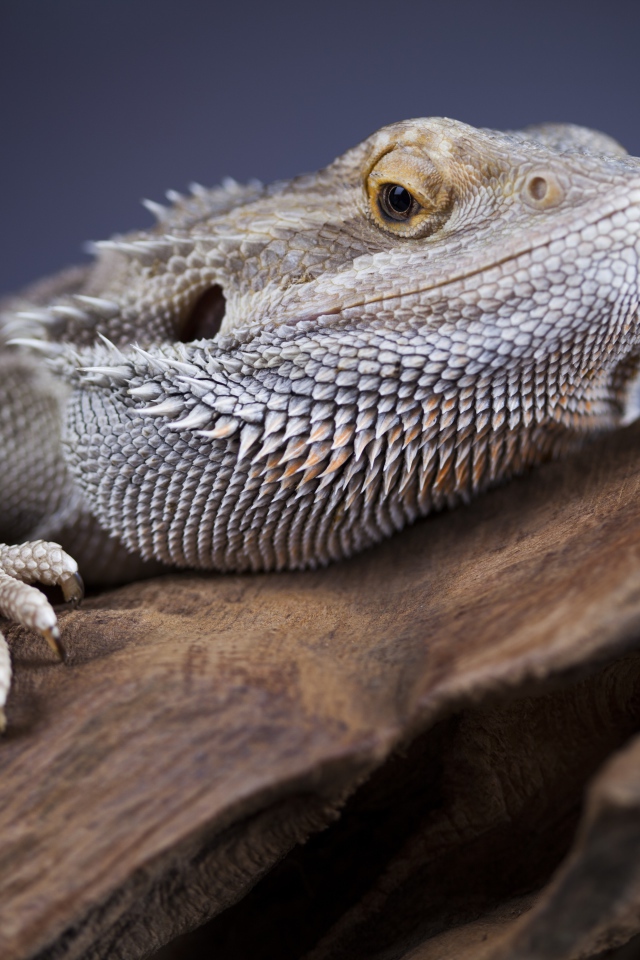 Большая игуана сидит на сухом дереве 