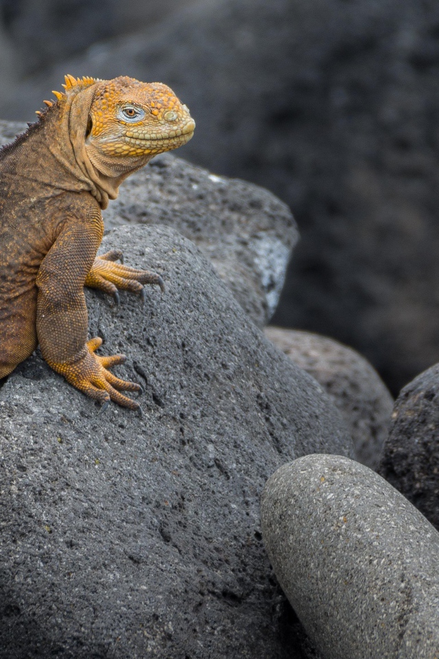 Big iguana sits on gray stones