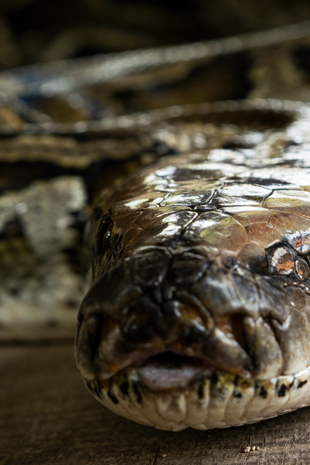 Большой питон крупным планом 