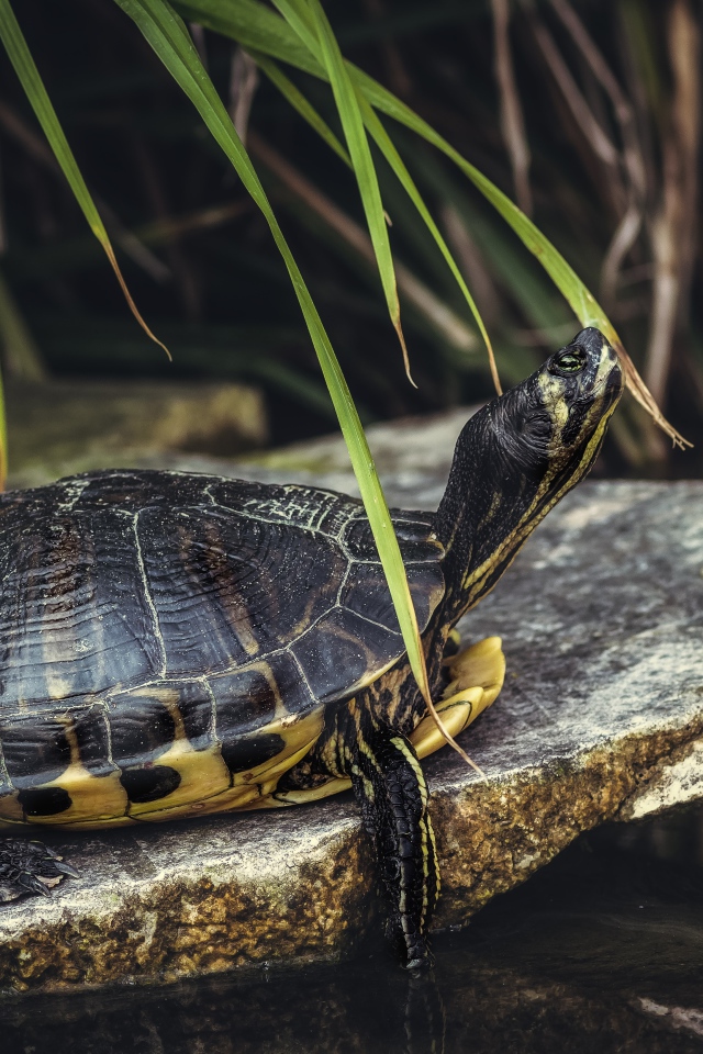 Большая черепаха на камне у воды