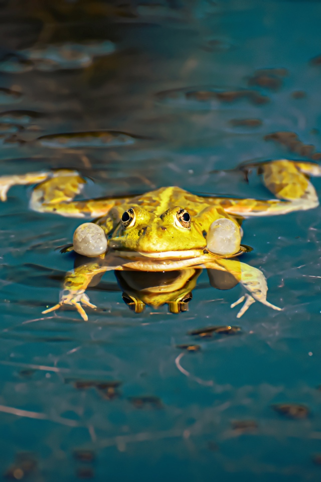 Зеленая лягушка в водоеме