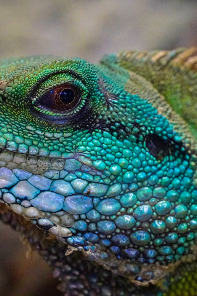 Голова зеленой большой игуаны крупным планом